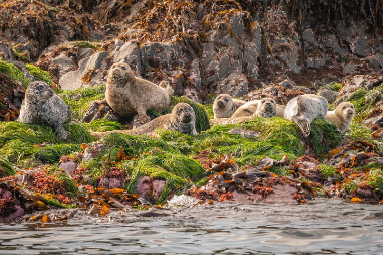 015 Sitka, zeehonden.jpg